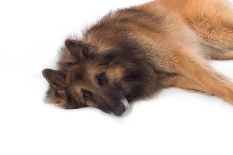 Dog, Belgian Shepherd Tervuren, lying, isolated Stock Photos