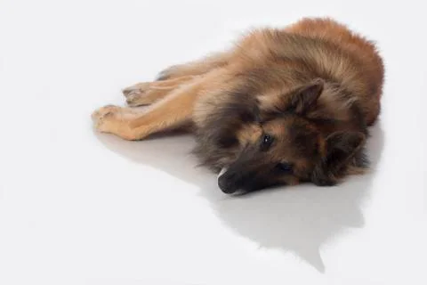 Dog, Belgian Shepherd Tervuren, lying, isolated Stock Photos