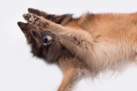 Dog, Belgian Shepherd Tervuren, paw up, isolated Stock Photos