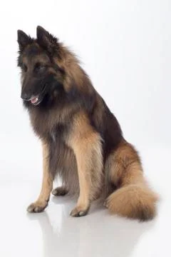 Dog, Belgian Shepherd Tervuren, sitting, isolated Stock Photos