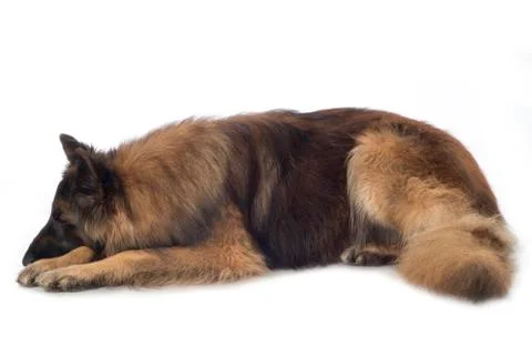Dog, Belgian Shepherd Tervuren, sleeping, isolated Foto stock