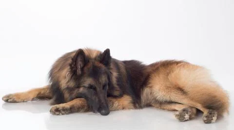 Dog, Belgian Shepherd Tervuren, sleeping, isolated Stock Photos