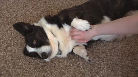 Dog Belly Rub Vidéo 40340440