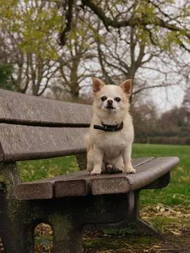 Dog on bench Stock Photos