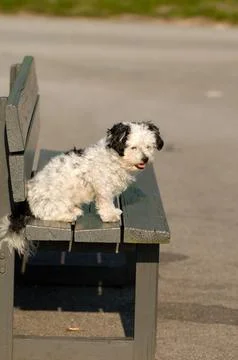 Dog on bench Foto stock