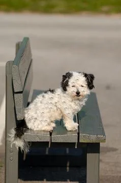 Dog on a bench Stock Photos