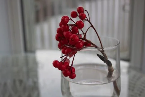 Dog Berries 库存照片