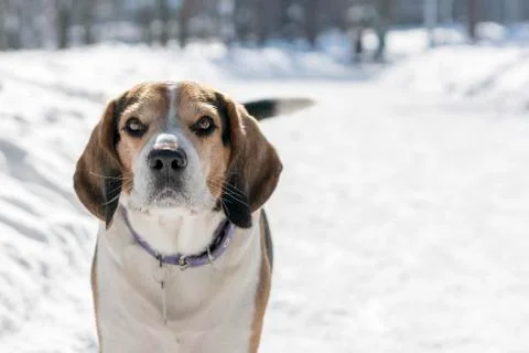A dog with big and funny ears barking in a winter park. close up Stock Photos
