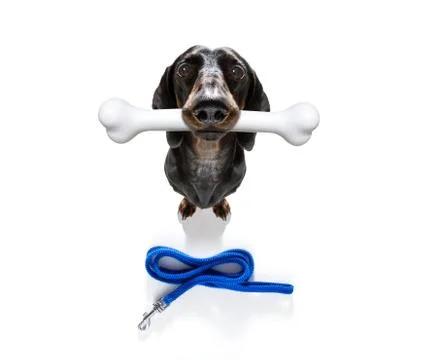Dog with big bone Stock-Fotos