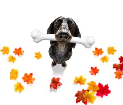 Dog with big bone Фото