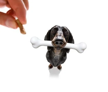 Dog with big bone Foto stock