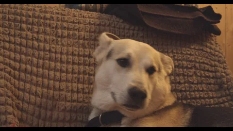 Dog with a big, expressive yawn Stock Footage 272162853