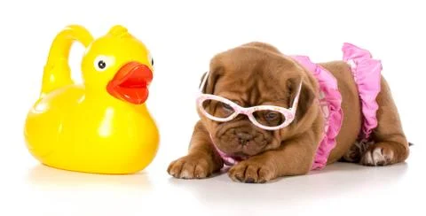 Dog in bikini Stock Photos