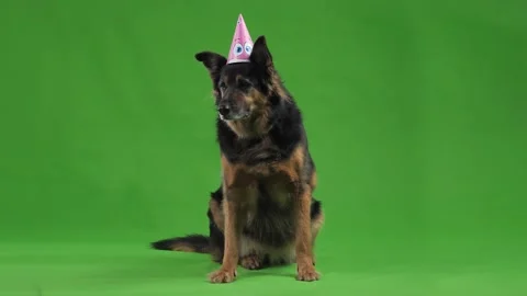 The dog in the birthday hat is looking at something. Stock Footage 148122831