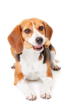 Dog with biscuit Stock Photos