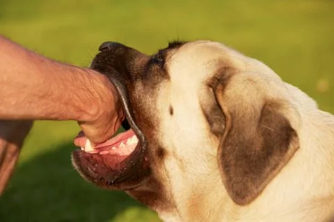 Dog bite Stock Photos