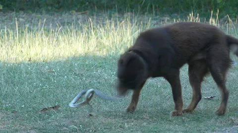 Dog Bite Snake Stock Footage 48891878