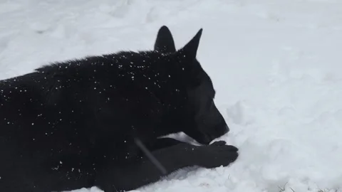 Dog bites a bone in the snow Stock Footage 310681269