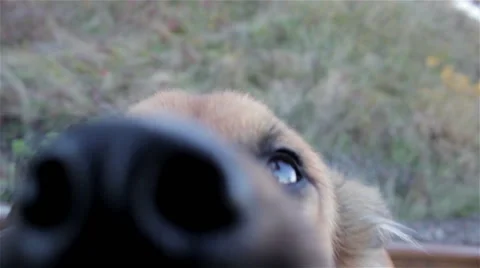 Dog bites into the camera Vidéo 56445586