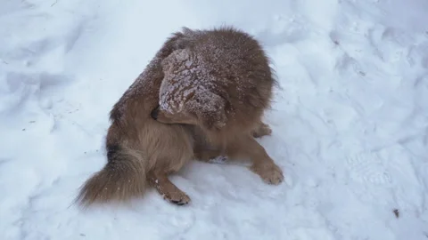 Dog bites the flea Stock Footage 269546592