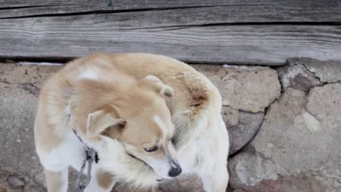 The dog bites its own tail Stock Footage 101371580