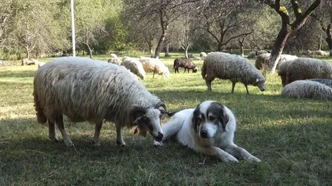 Dog bites sheep Stock Footage 69839067