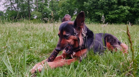 Dog bites teeth stick. Video stock 63839737