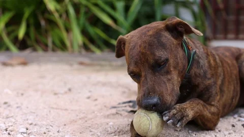 The dog bites the tennis ball. 4K Stock Footage 170179110