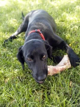 Dog biting bone Stock Photos