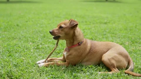 Dog biting branch 01 Видео 213723376