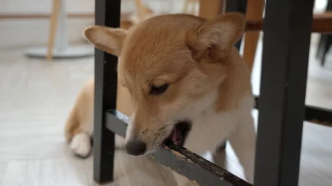 Dog biting chair Stock Footage 204718535