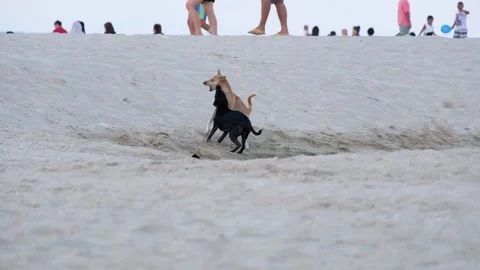 A dog that is biting Video stock 134453330