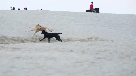 A dog that is biting Stock Footage 134453335