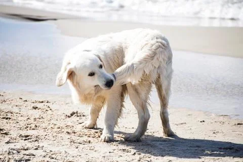 Dog Biting His Tail Stock Photos