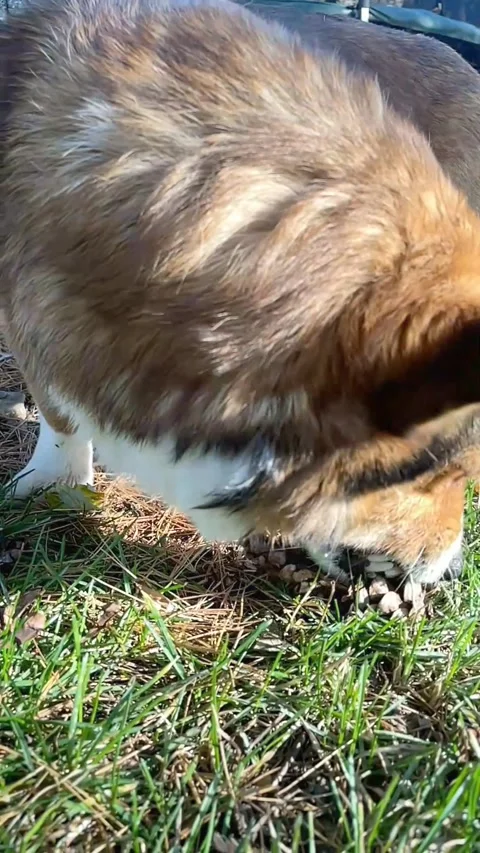 Dog biting a pine cone Stock Footage 255456565