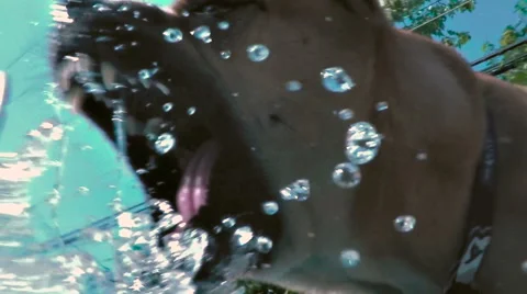 Dog Biting Pool Water In Slow Motion Stock Footage 53491663
