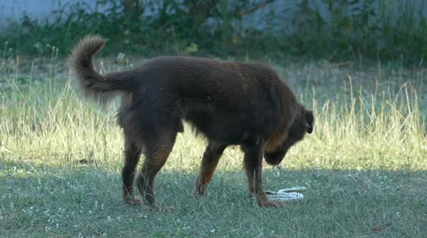 Dog Biting Snake Stock Footage 48755704