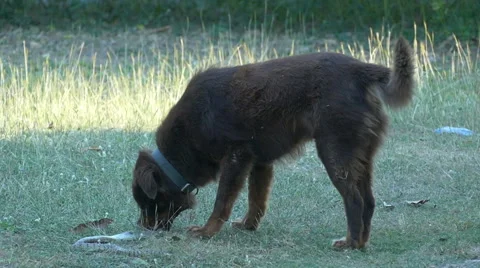 Dog Biting Snake Stock Footage 48891649