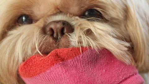 Dog biting sock Stock Photos