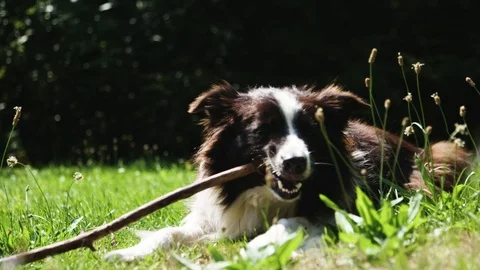 Dog is biting a stick Stockbeeldmateriaal 92409305