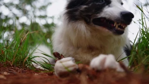 Dog biting stick Vídeos de archivo 248254345