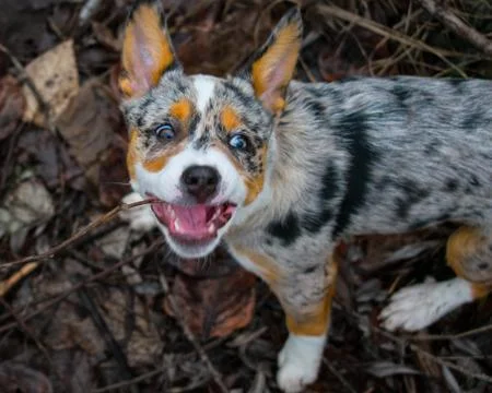 Dog biting a stick Stock Photos