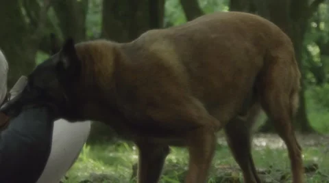 Dog biting woman's hand in forest 스톡 동영상 67554871