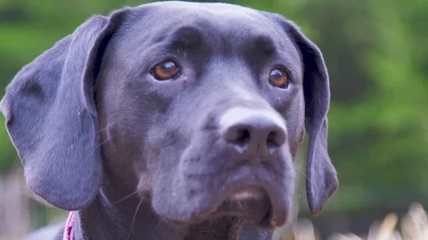 Dog Black on Alert Looking Around Stock Footage 83867841