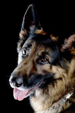 Dog on black background Stock Photos