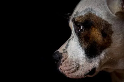 Dog on black background Stock Photos