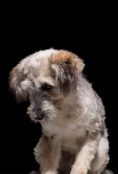 Dog on black background Stock Photos
