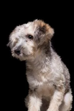 Dog on black background Stock Photos