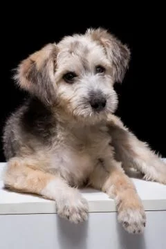 Dog on black background Stock Photos