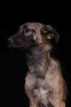 Dog on black background Stock Photos
